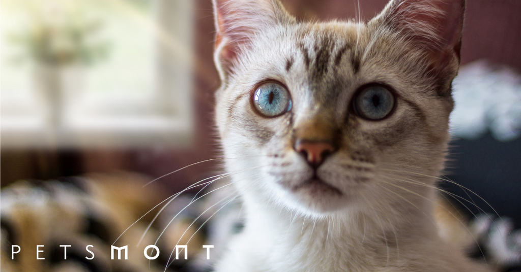 A Cat's Cognitive Abilities: What Does Your Cat Really Think of You?