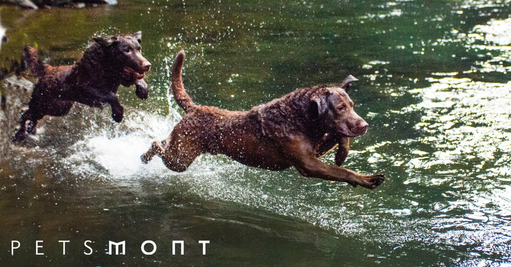 Dogs with Webbed Feet: What You Should Know