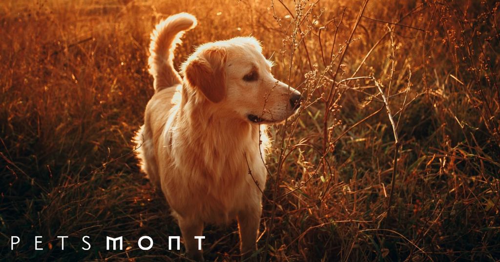 Best Hunting Dogs: Check Out These Breeds