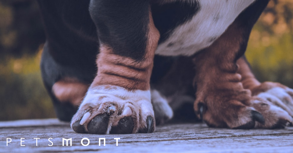 Dog Paw Moisturizer: When Do You Need To Take Care of Your Pups Feet