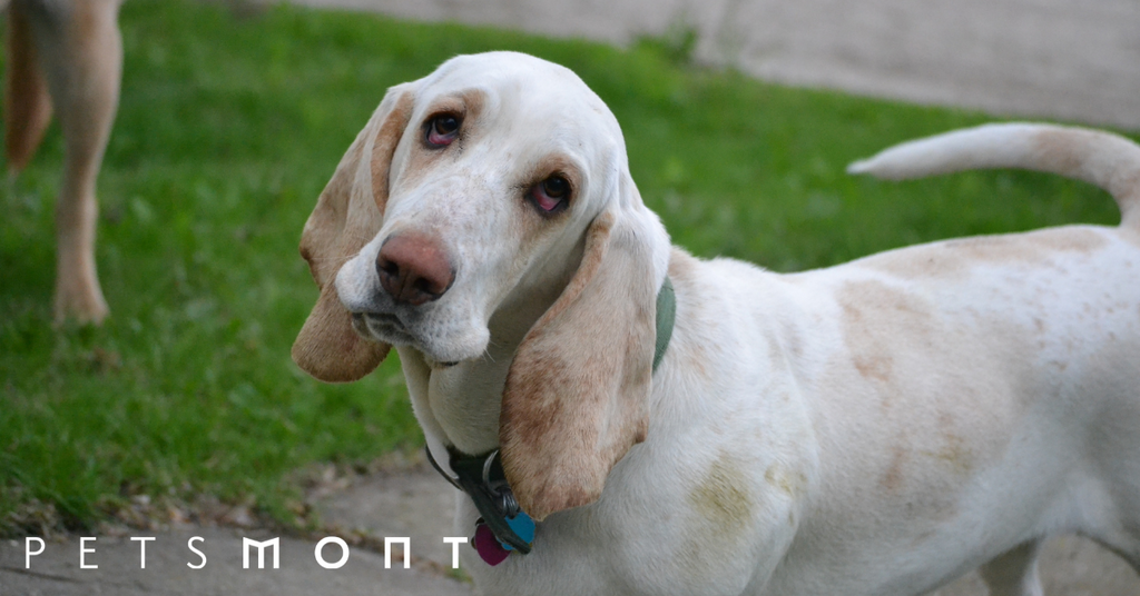Hound Dog Breeds: Know These Awesome Dogs