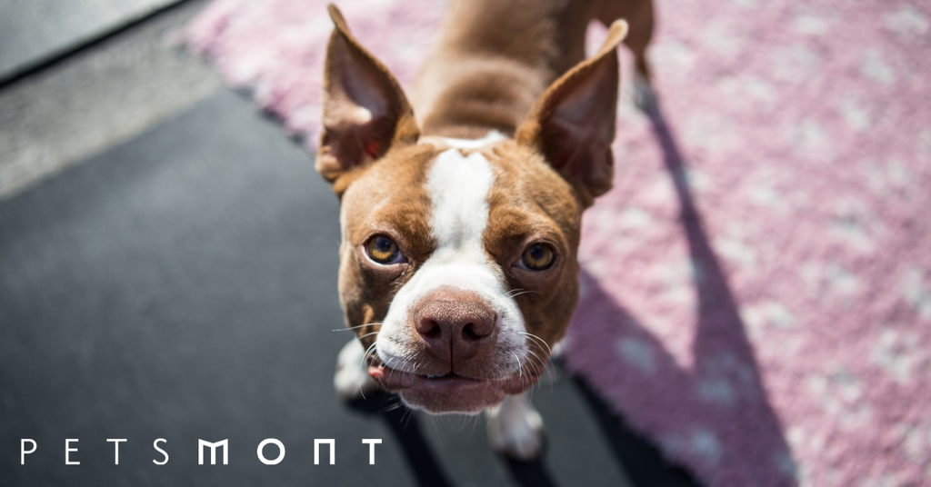 Dog Care: Tips for Caring for Your Pup