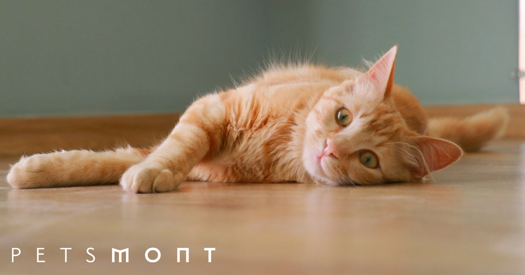 Holistic Care: 5 Cat Health Alternatives You Need to Know