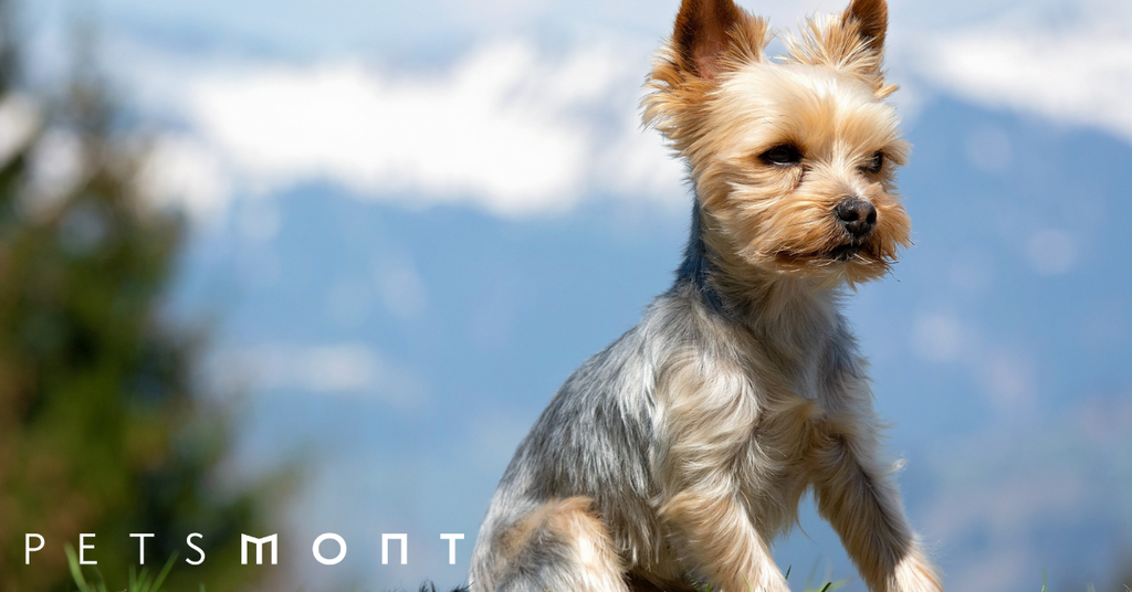 Dog Scooting: What You Need to Know