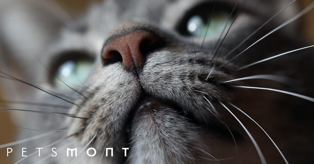 Interesting Facts About the Cat Nose