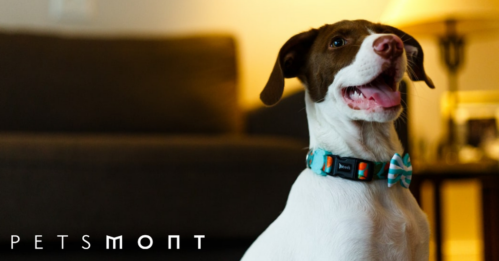Your Dog Is Smart: The Truth About Animal Behavior and Cognition
