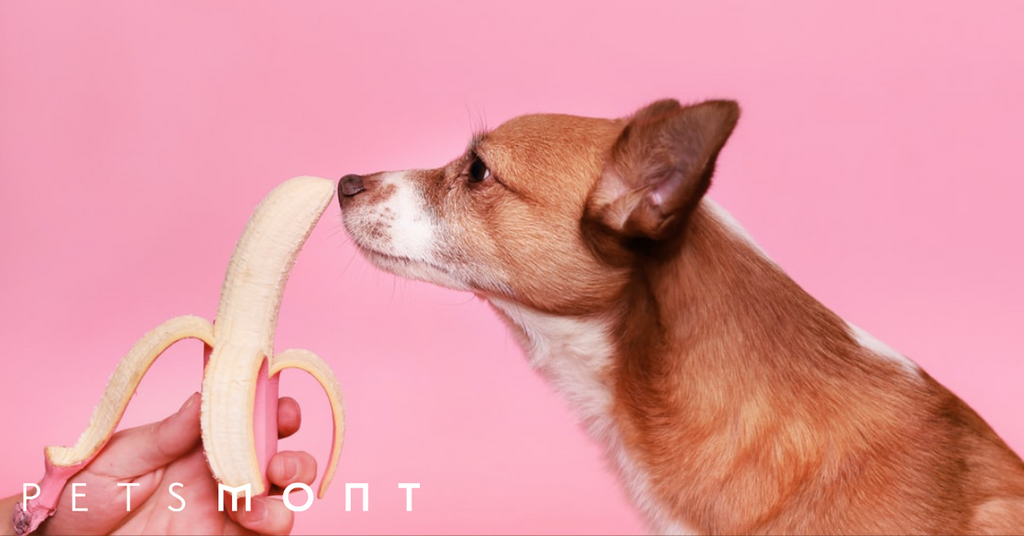 Pet Sensitivity: 6 Tips on Caring for a Pet with Food Allergies