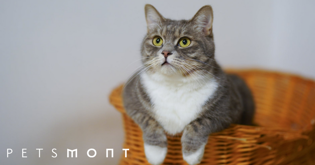 Are Cats Good First Pets? Five Reasons Why They're Perfect