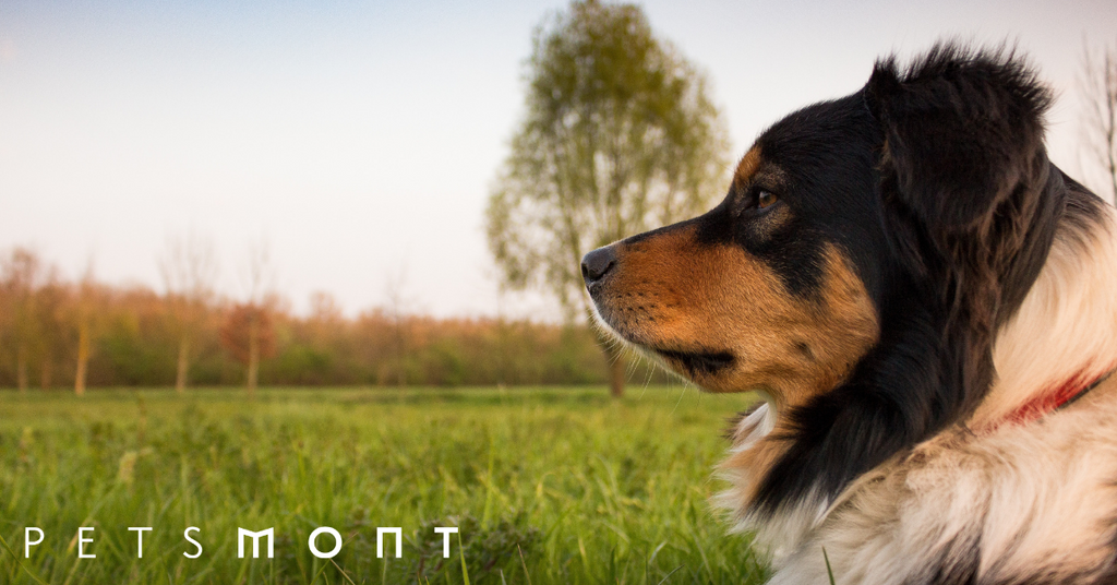 It's National Train Your Dog Month: Tips For Puppy Training