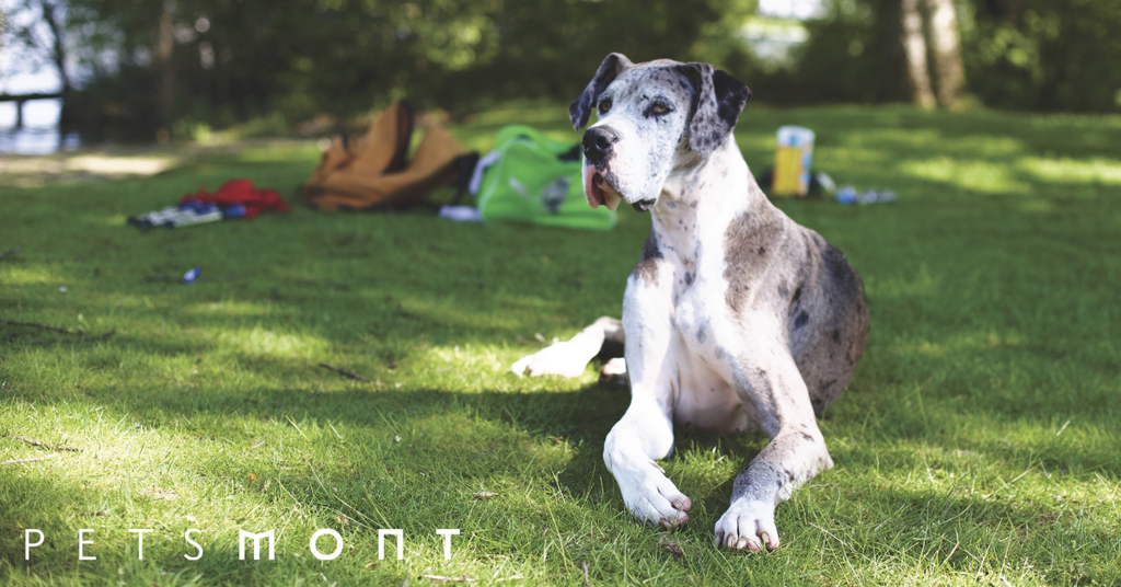 Great Dane lifespan:  Learn About These 3 Things