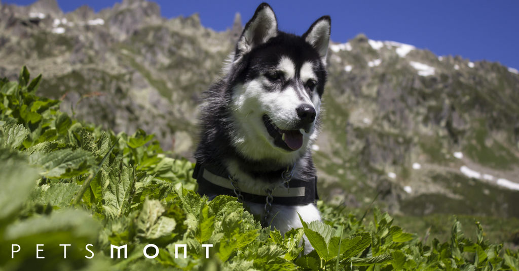 Husky Lifespan: How to Extend the Life of Your Dog Through Good Care Practices