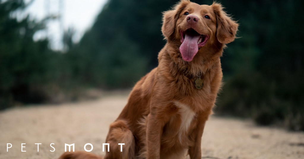 Dog Obedience: Training Man's Best Friend