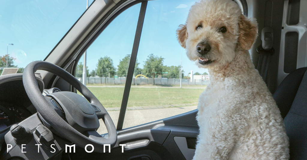 Greatest Tips for Traveling with a Pet