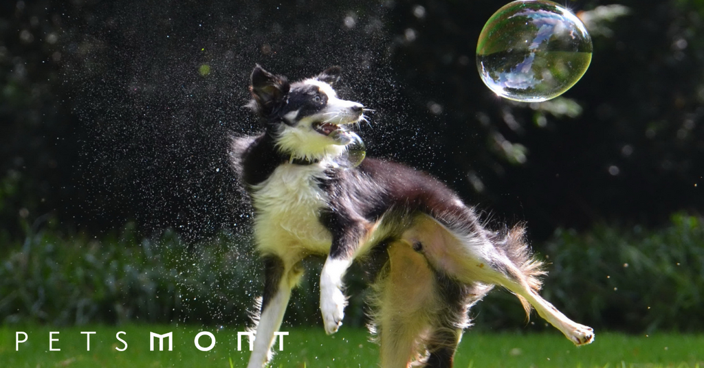 Border Collie Rescue: What You Should Know Before Adoption Day