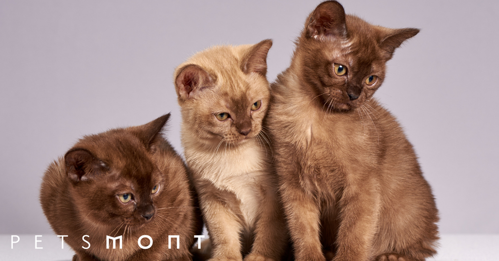 Burmese Cat Personality: Everything that Makes them Special