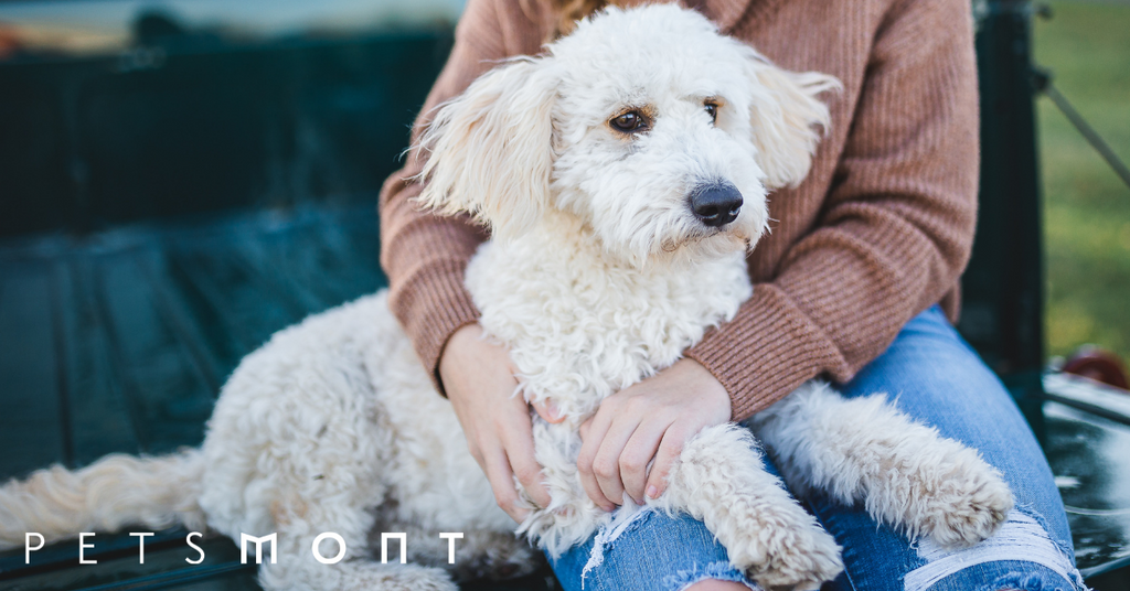 Best Companion Dogs for Families