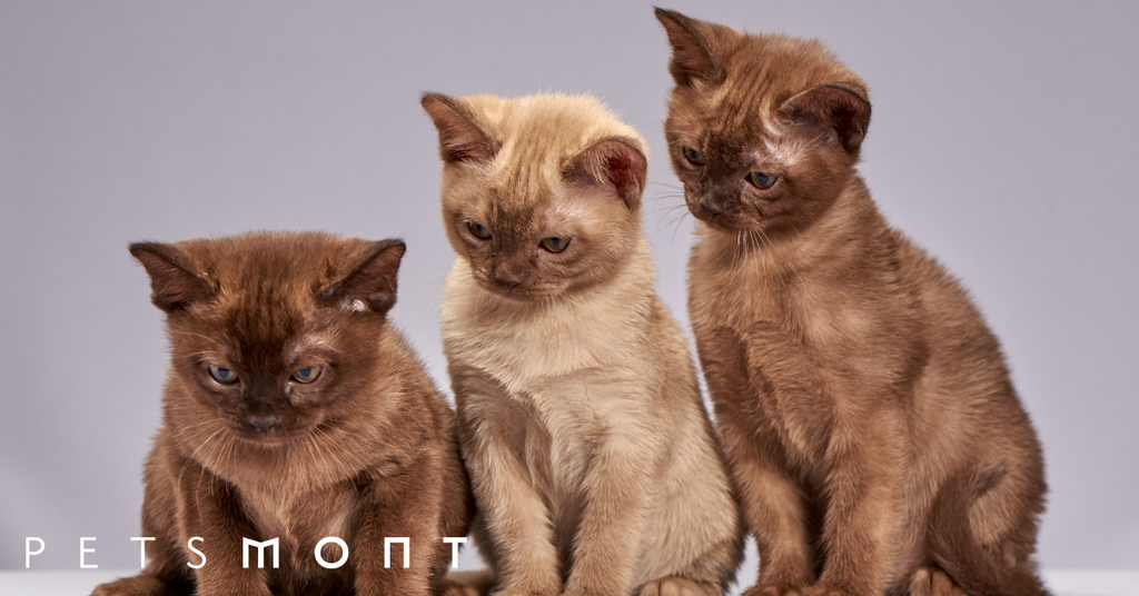 Types of Cat Breeds: Get to Know Them