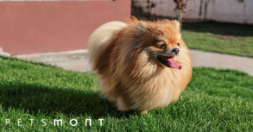 Mini Pomeranian: Important Facts About this Tiny Dog