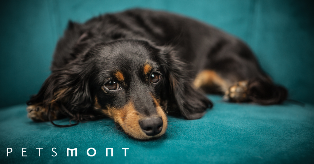 How to Help a Dog with Separation Anxiety