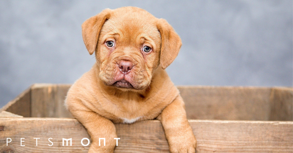Puppy-Proofing Your Home: 4 Ways To Do It