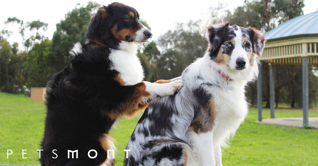 Dog Care: What You Need to Know