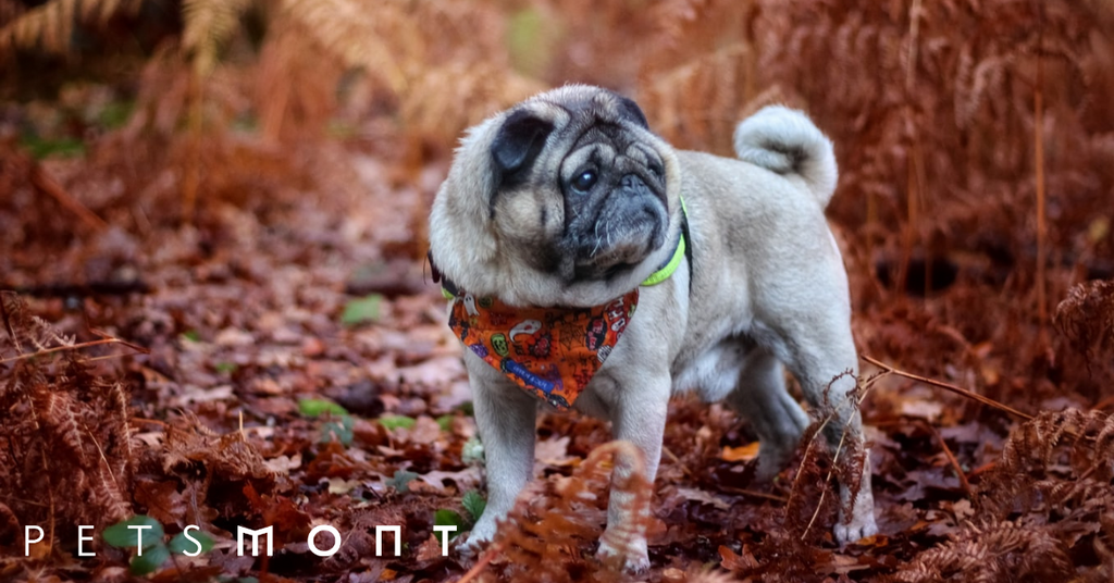 Mushroom Supplements for Dogs: Everything You Need to Know