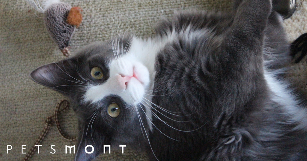 Playing With Cats: Three Reasons Why You Should