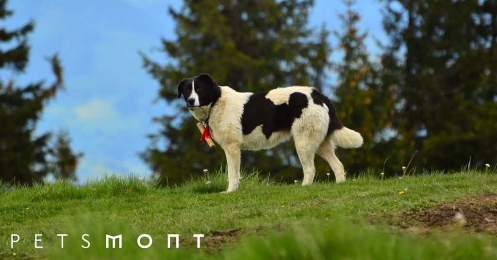 All You Need to Know About the Amazing Sheepdog Breeds