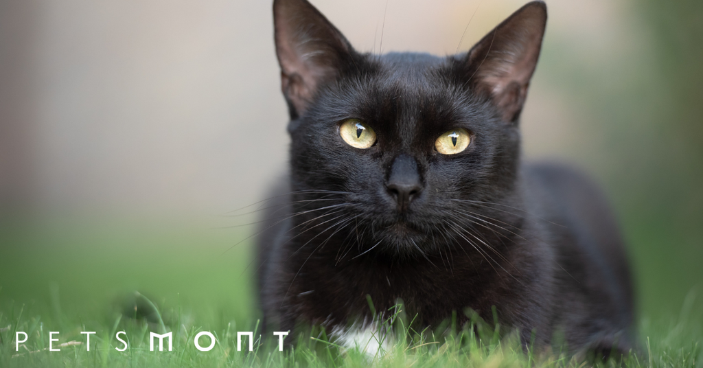 Cat Diabetes Symptoms: Here's What You Need to Know