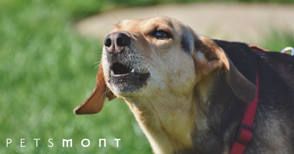 Dog Growling: What You Need to Know