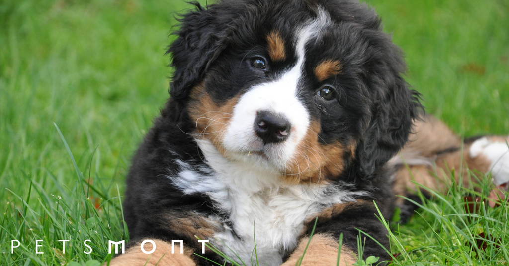 Good Family Dogs: Get to Know These Breeds