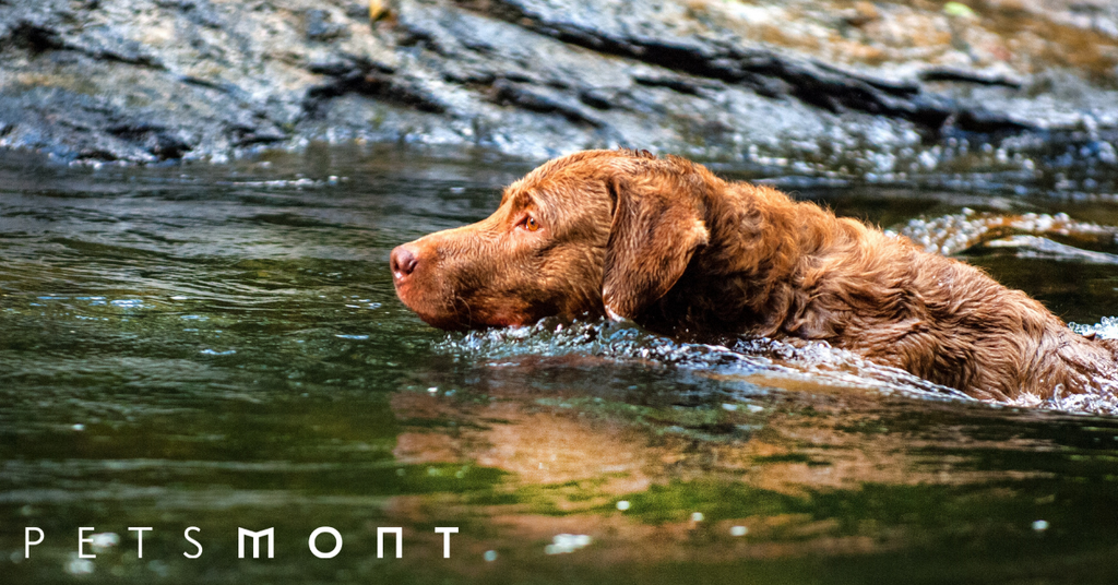 Chesapeake Bay Retriever Puppies: Preparing for Adoption