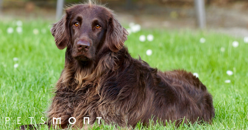 The Pointer Dog: Here's What You Need to Know
