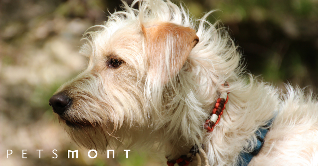 How to Get Rid of Fleas on Dogs