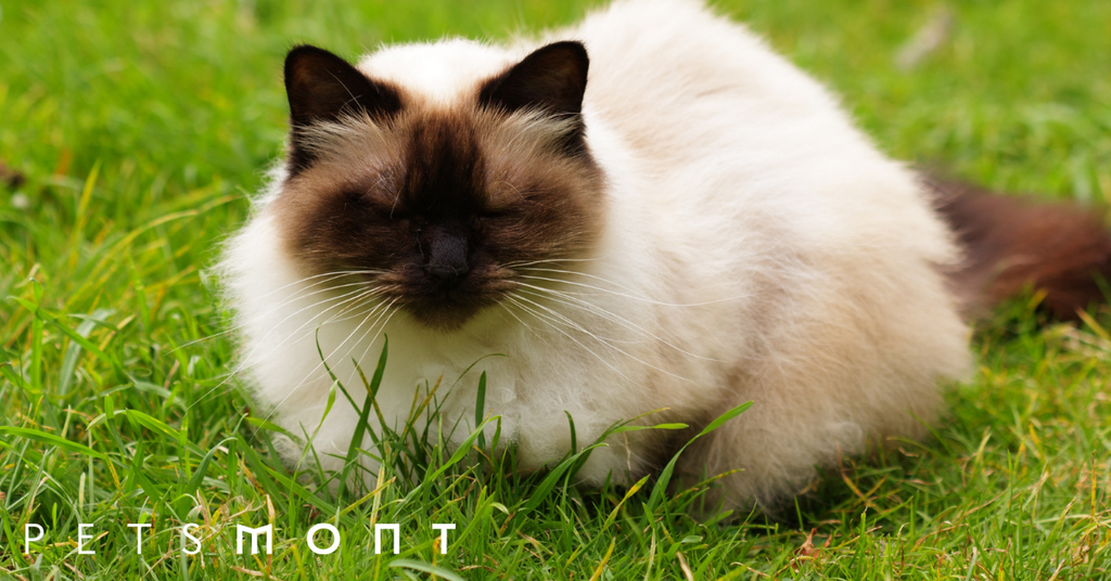 Adopting a Himalayan Kitten: Here’s Everything You Need to Know About This Popular Cat Breed