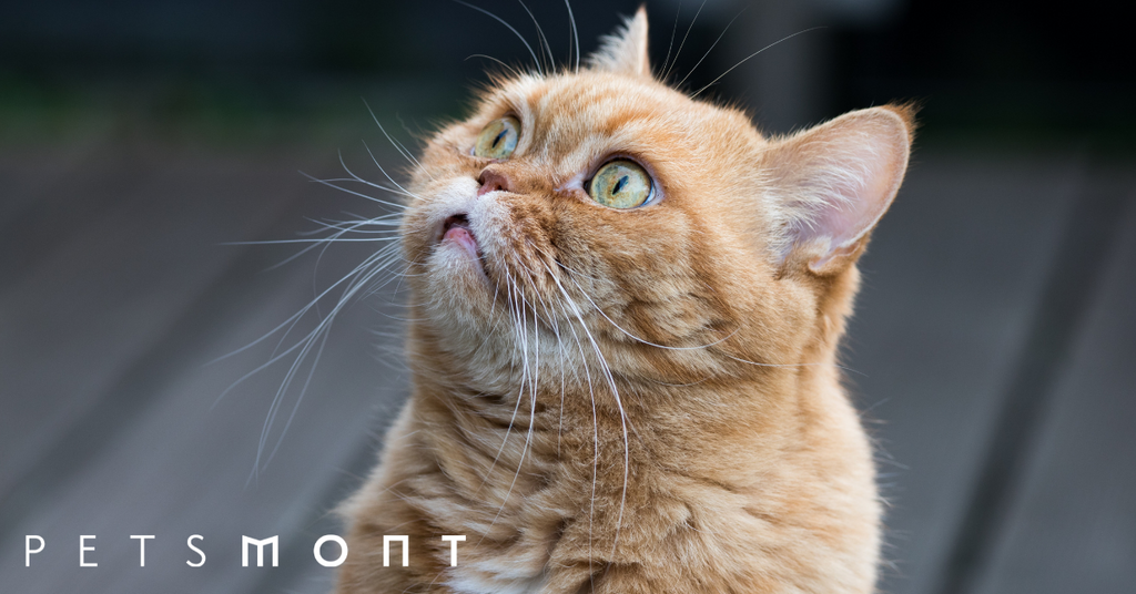 Cat Probiotics: Know These Important Things