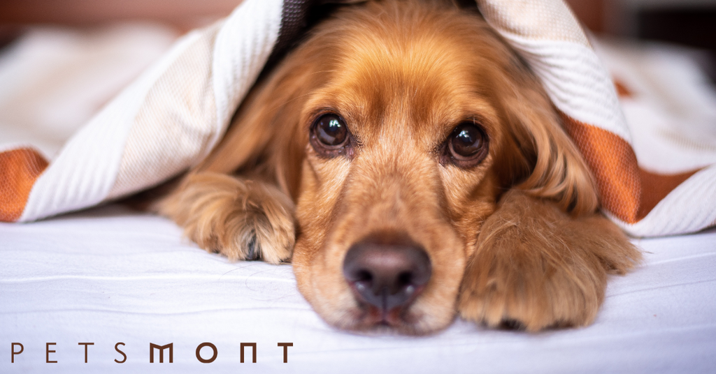 Signs of Heartworms in Dogs