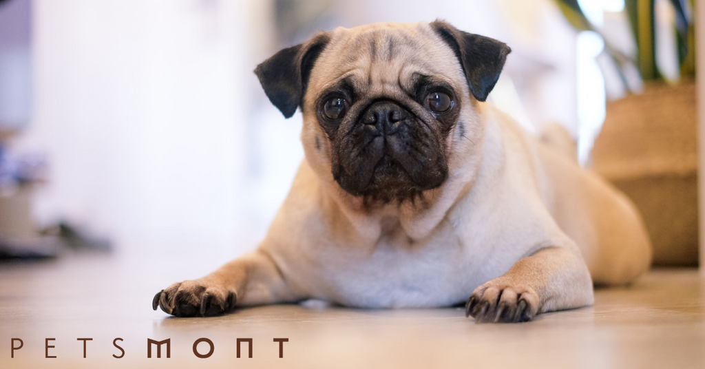 Dogs with Curly Tails: Check Out These Awesome Breeds