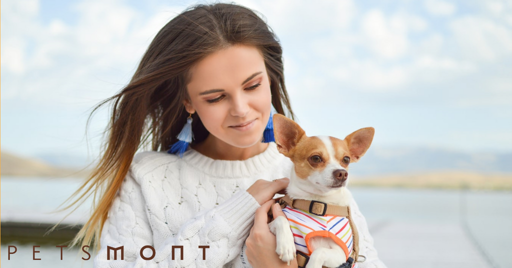 Best Miniature Dogs: See These Top 7 Breeds