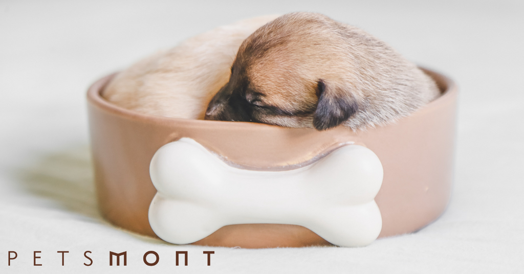 Automatic Dog Feeders