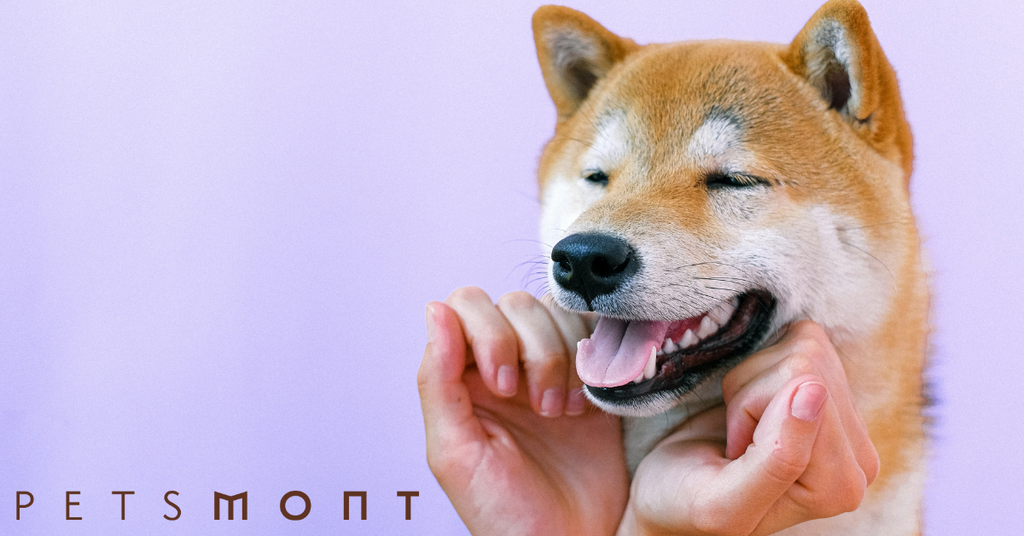Healthy Dog Food: Know if the Food You're Giving Your Pup Is the Best