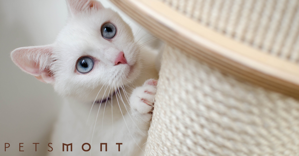 Here's Why You Should Get a Cat Scratching Post