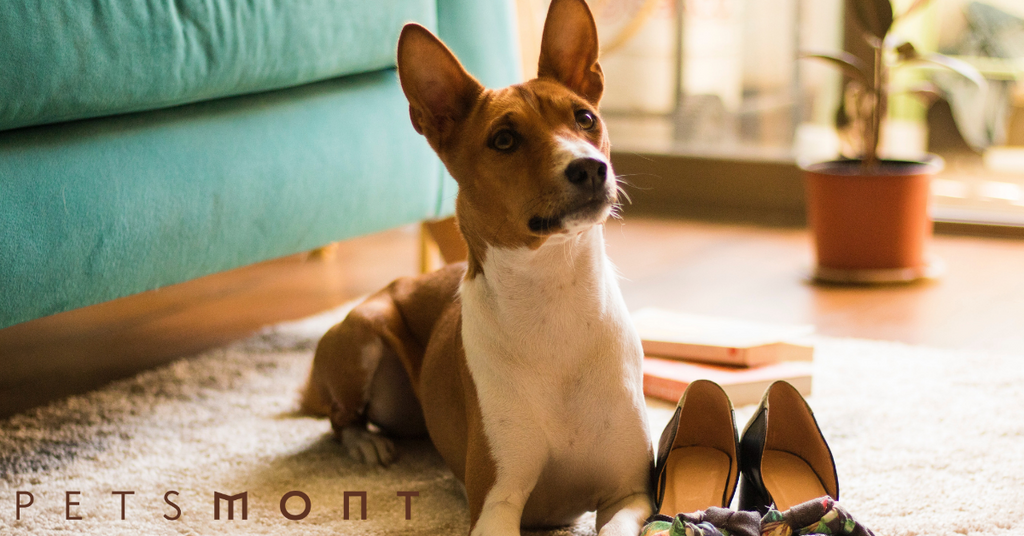 Temperament of a Basenji Dog: What Dog Lovers Should Know