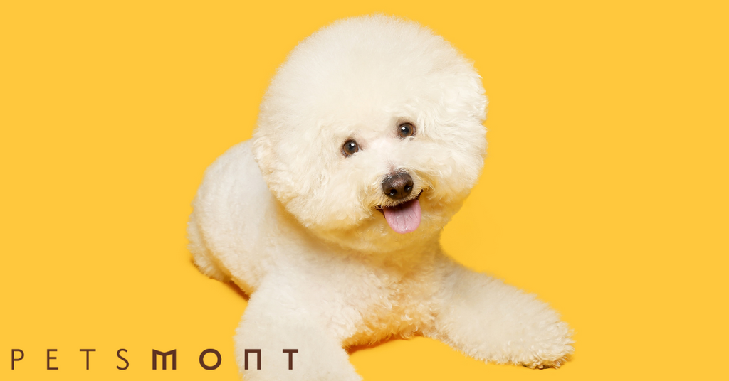 Everything You Need to Know About Bichon Frise Puppy Care