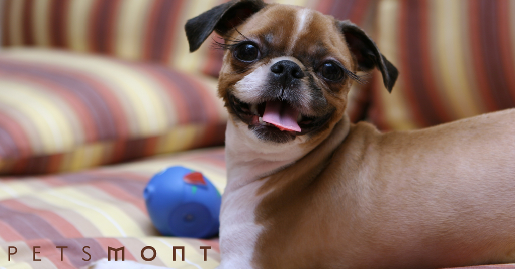 Best Puppy Shampoo: What You Need to Know