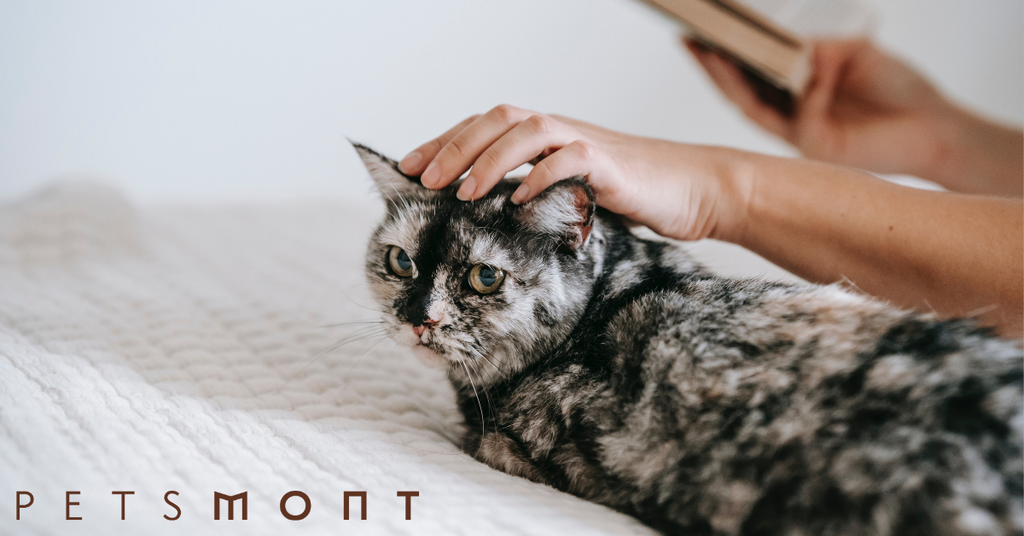 Keep Your Wonderful Cat's Cognitive Abilities High