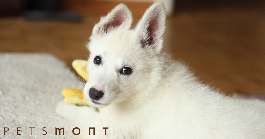 How To Clean Dog Ears: A Complete Guide