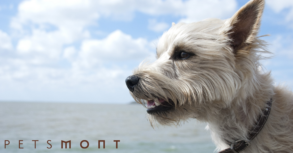 Cairn Terrier: What You Should Know About This Lovely Breed