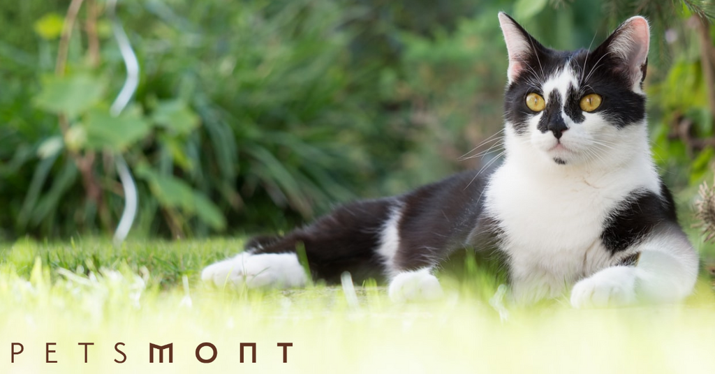 Cat Intelligence: Are Cats Smarter Than They Let on to Be?