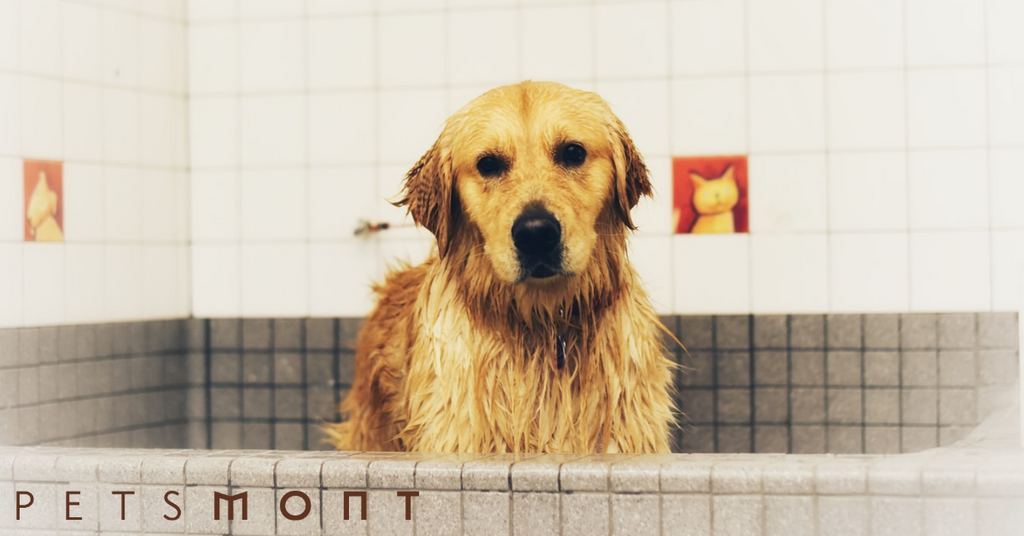 Dog Hygiene: What Do You Need to Know?